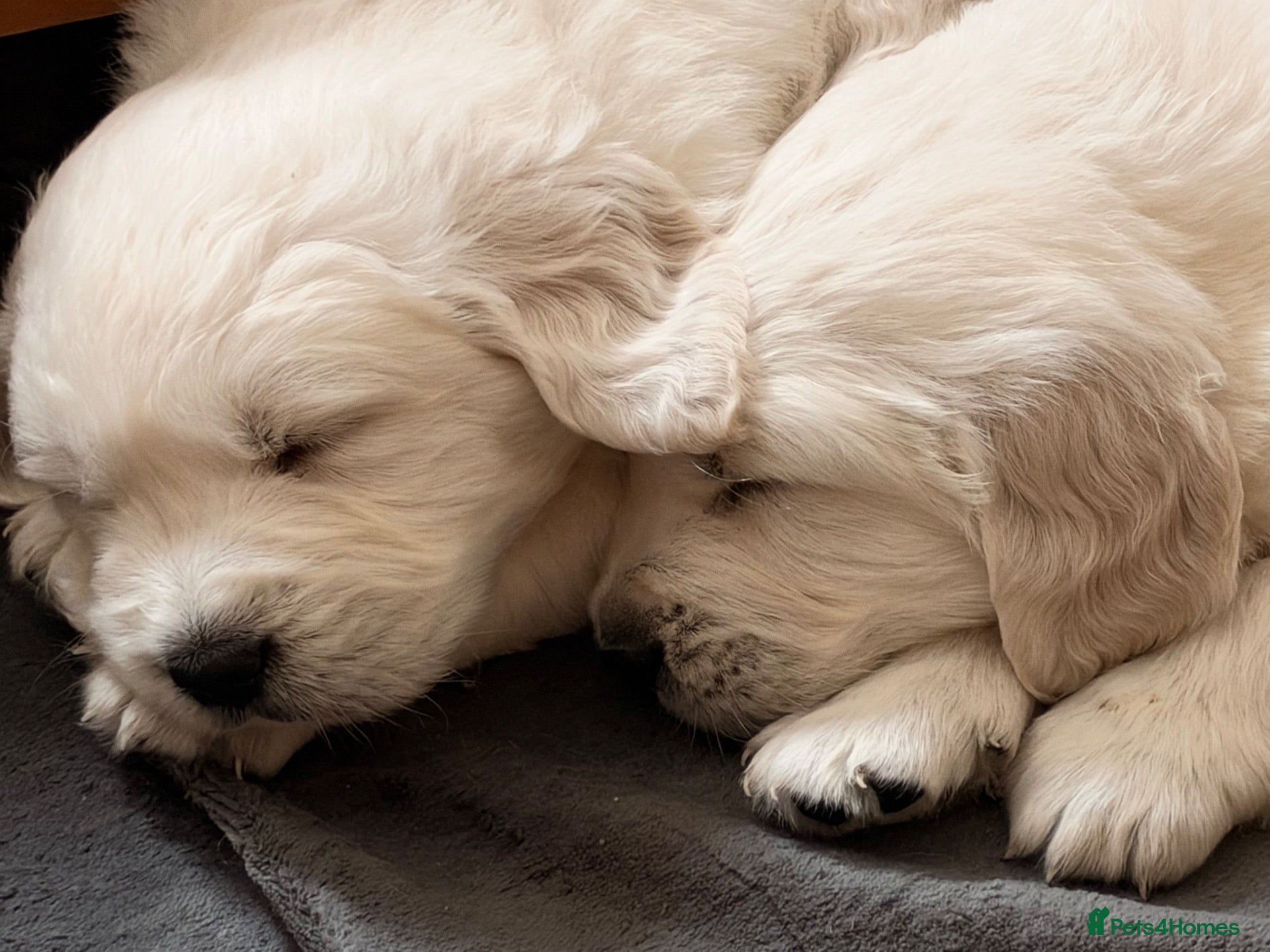 Golden Retriever dogs Stunning golden retrievers - Advert 15