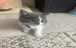 Russian Blue cats for sale: Kittens for sale  - Image 11