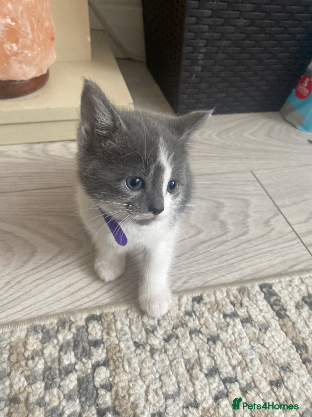 Russian Blue cats for sale: Kittens for sale  - Image 11