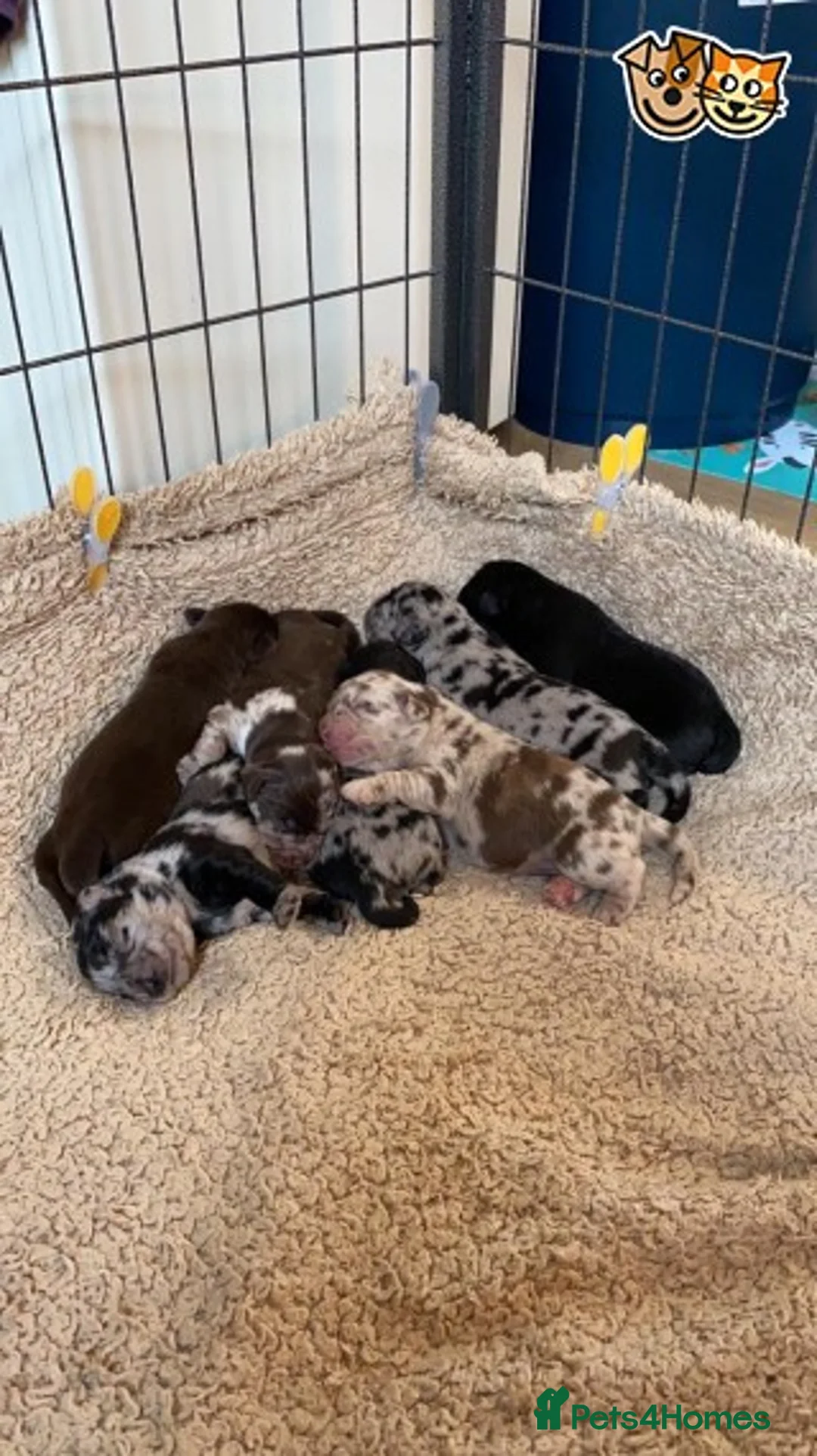 Sproodle dogs for stud: BLUE MERLE MIN POODLE FULLY HEALTH TESTED in Chippenham - Advert 2