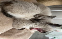 Ragdoll cats for sale: Ragdoll kittens - Image 2
