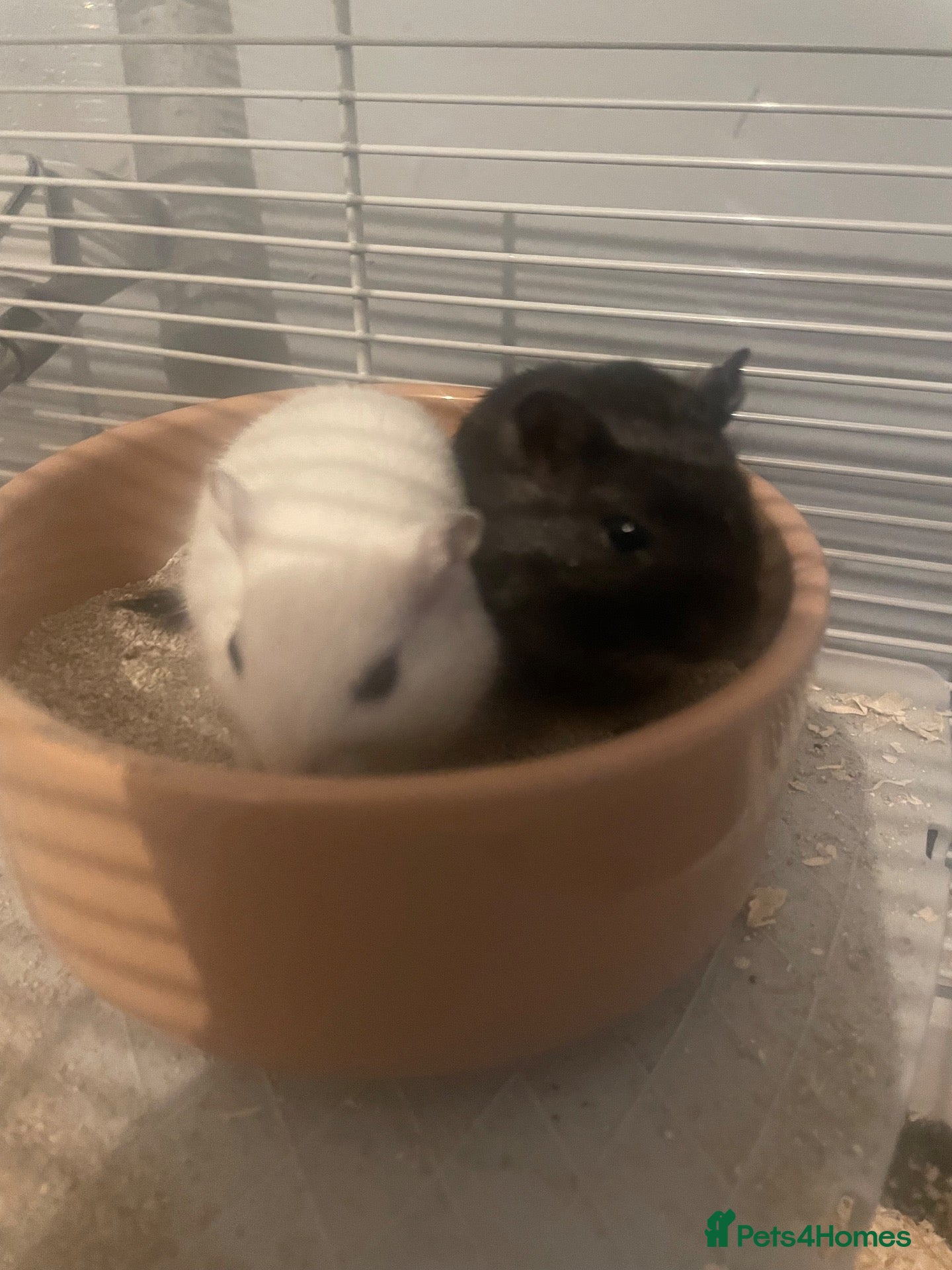 Gerbil rodents for sale: 2 female gerbils  - Advert 1