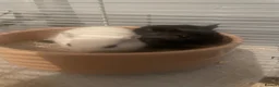 Gerbil rodents for sale: 2 female gerbils  in Kettering - Advert 1