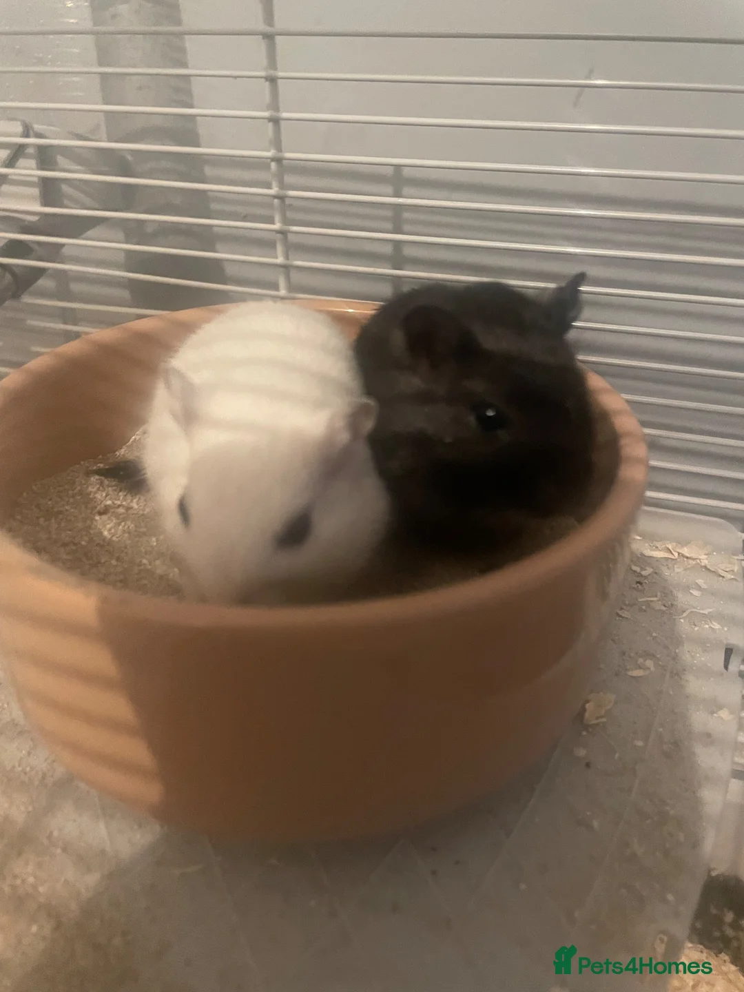 Gerbil rodents for sale: 2 female gerbils  in Kettering - Advert 1