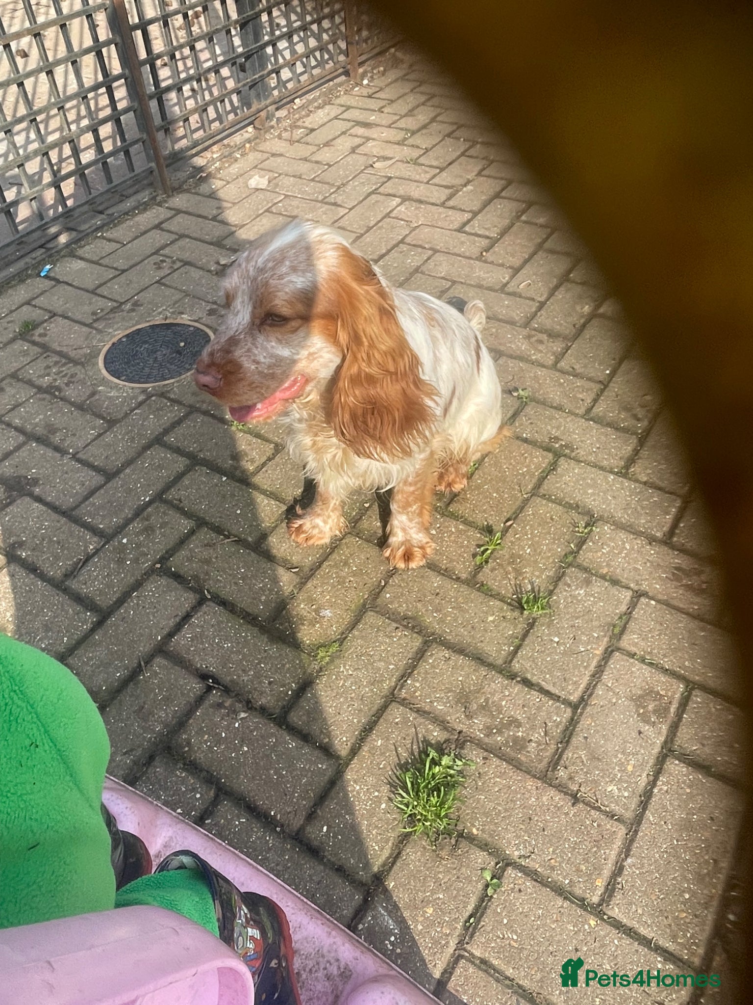 Cocker Spaniel dogs Stud dog cocker spaniel orange roan  - Advert 1