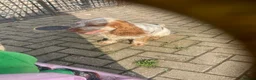 Cocker Spaniel dogs for stud: Stud dog cocker spaniel orange roan  - Advert 1