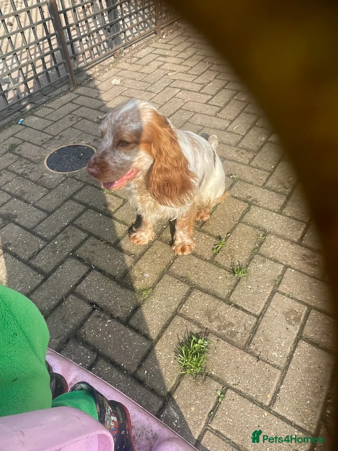 Cocker Spaniel dogs for stud: Stud dog cocker spaniel orange roan  - Advert 1