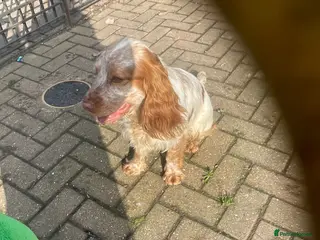 Cocker Spaniel dogs Stud dog cocker spaniel orange roan - Advert 1