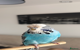 Budgerigars birds for sale: Pair of Budgies and Wooden Cage - Advert 5
