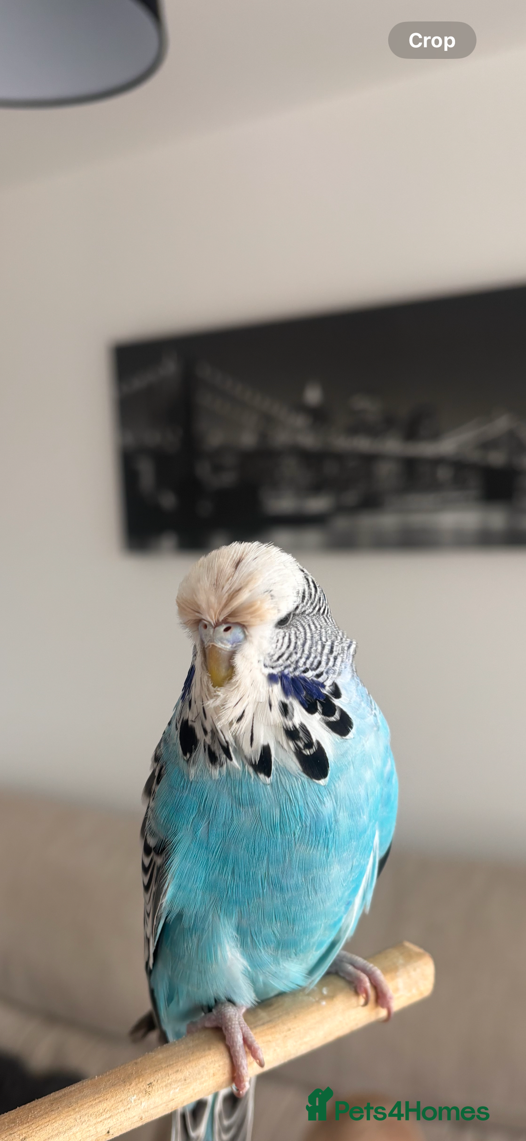 Budgerigars birds for sale: Pair of Budgies and Wooden Cage - Advert 5