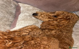 Cavapoo dogs for stud: Cavapoo stud dog  - Image 2
