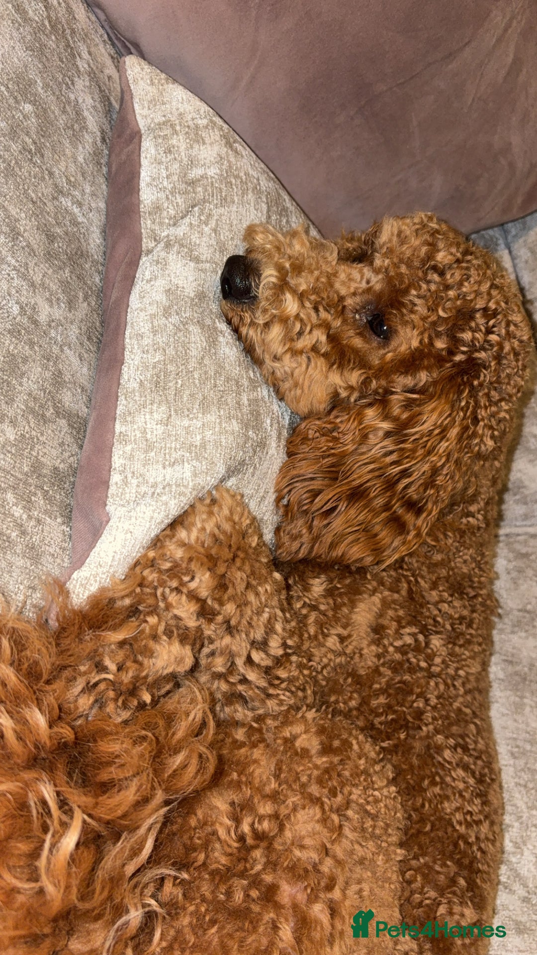 Cavapoo dogs for stud: Cavapoo stud dog  - Image 2