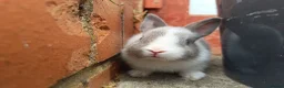 Dutch rabbits for sale: Sweetest Explorer  - Advert 6