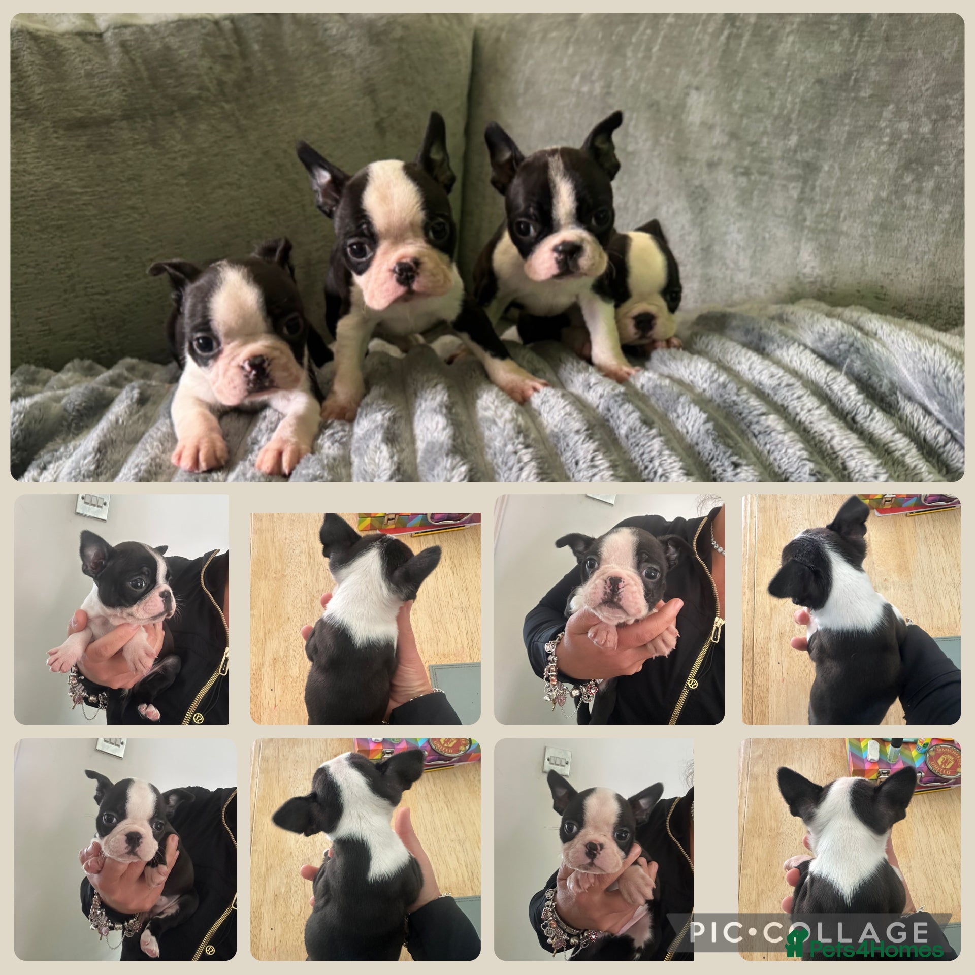 Boston Terrier dogs Kc reg chunky full collar Boston terriers  - Advert 3