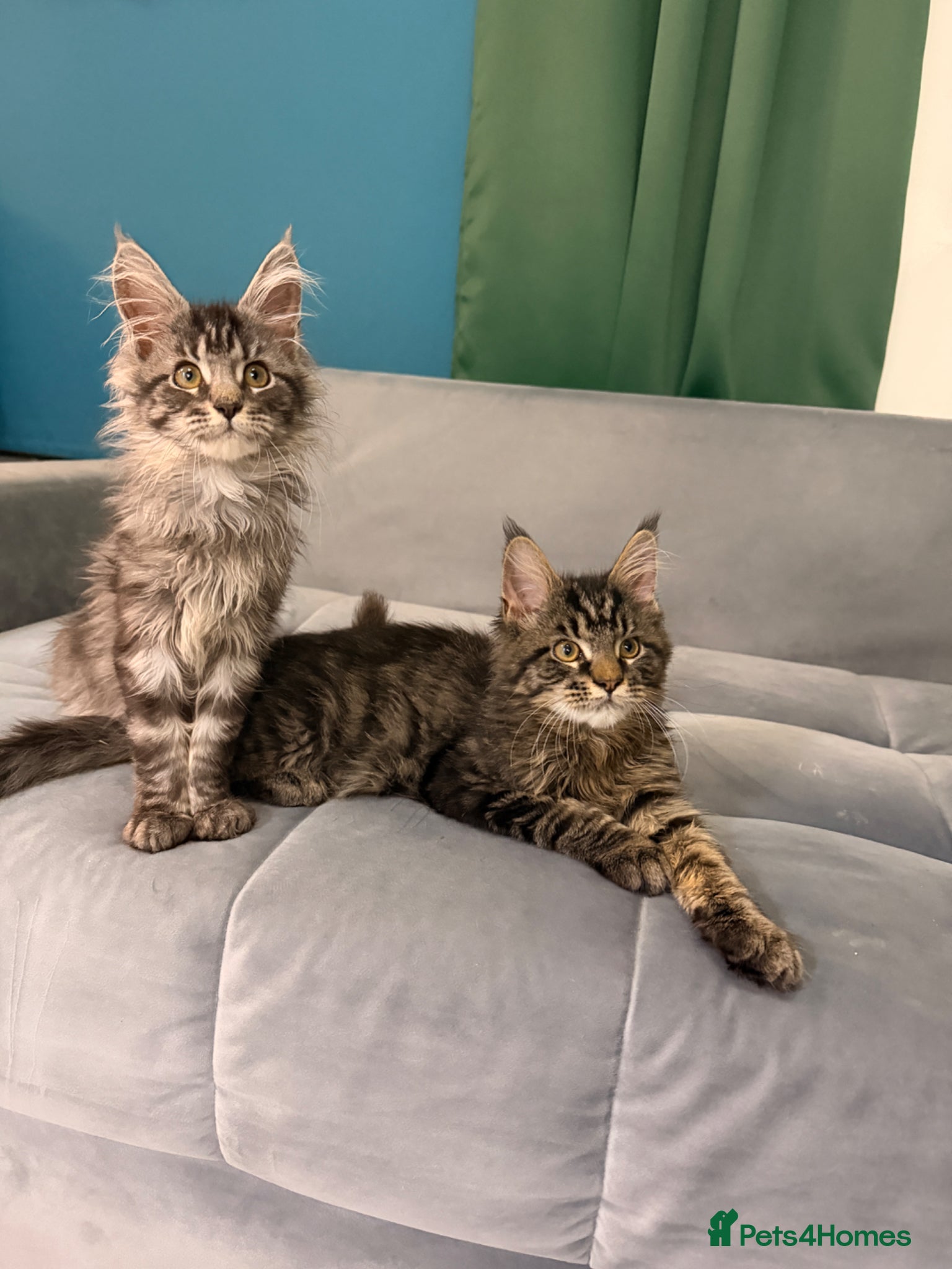 Maine Coon cats for sale: Beautiful kittens pure Maincoon  - Advert 14