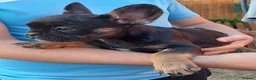 French Bulldog dogs for sale: Ready now, quality French Bulldog Puppies  - Advert 23