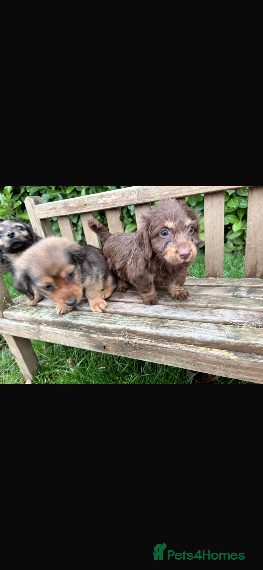 Mixed Breed dogs for sale: Dachshund x Jack pussell - Image 12