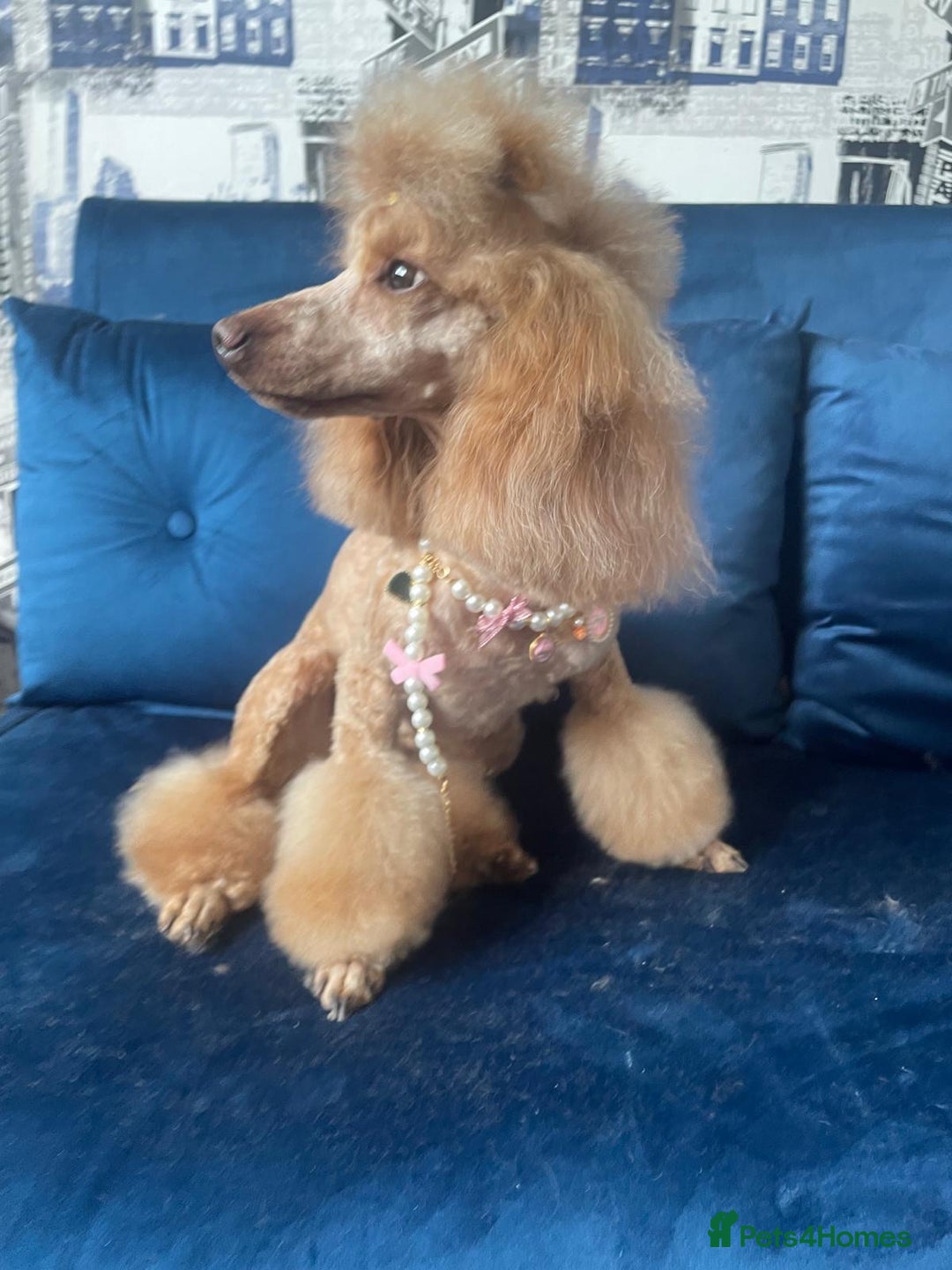 Gallery Image {{count}}