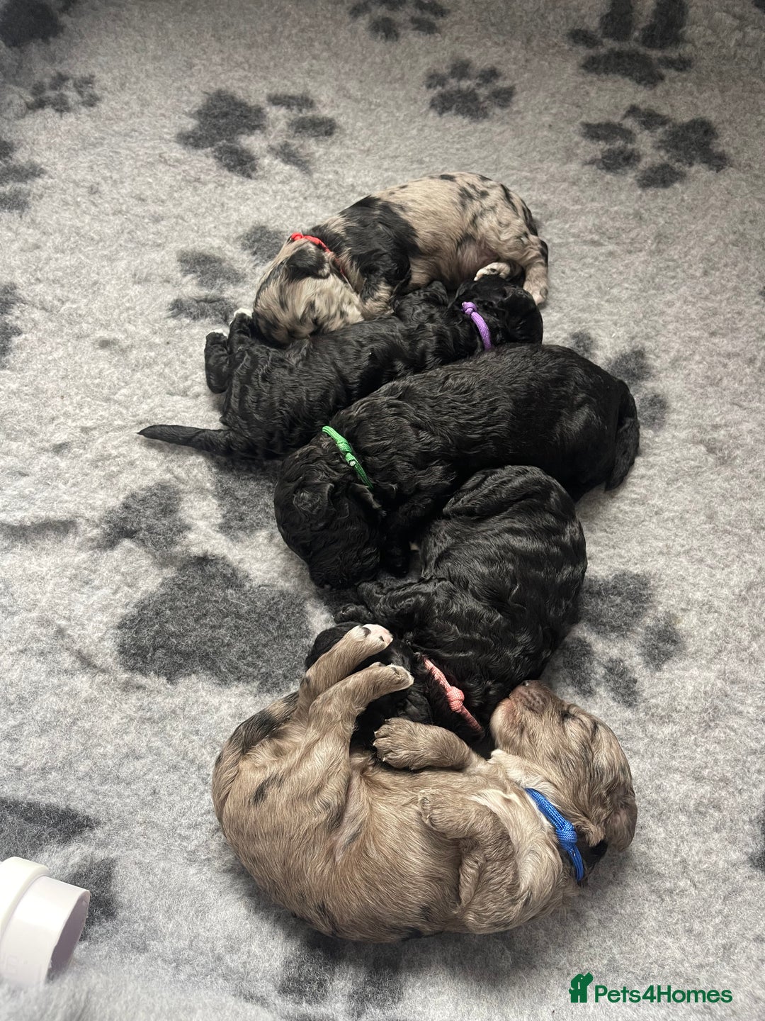 Cockapoo dogs for sale: F1b Cockapoos - Image 11
