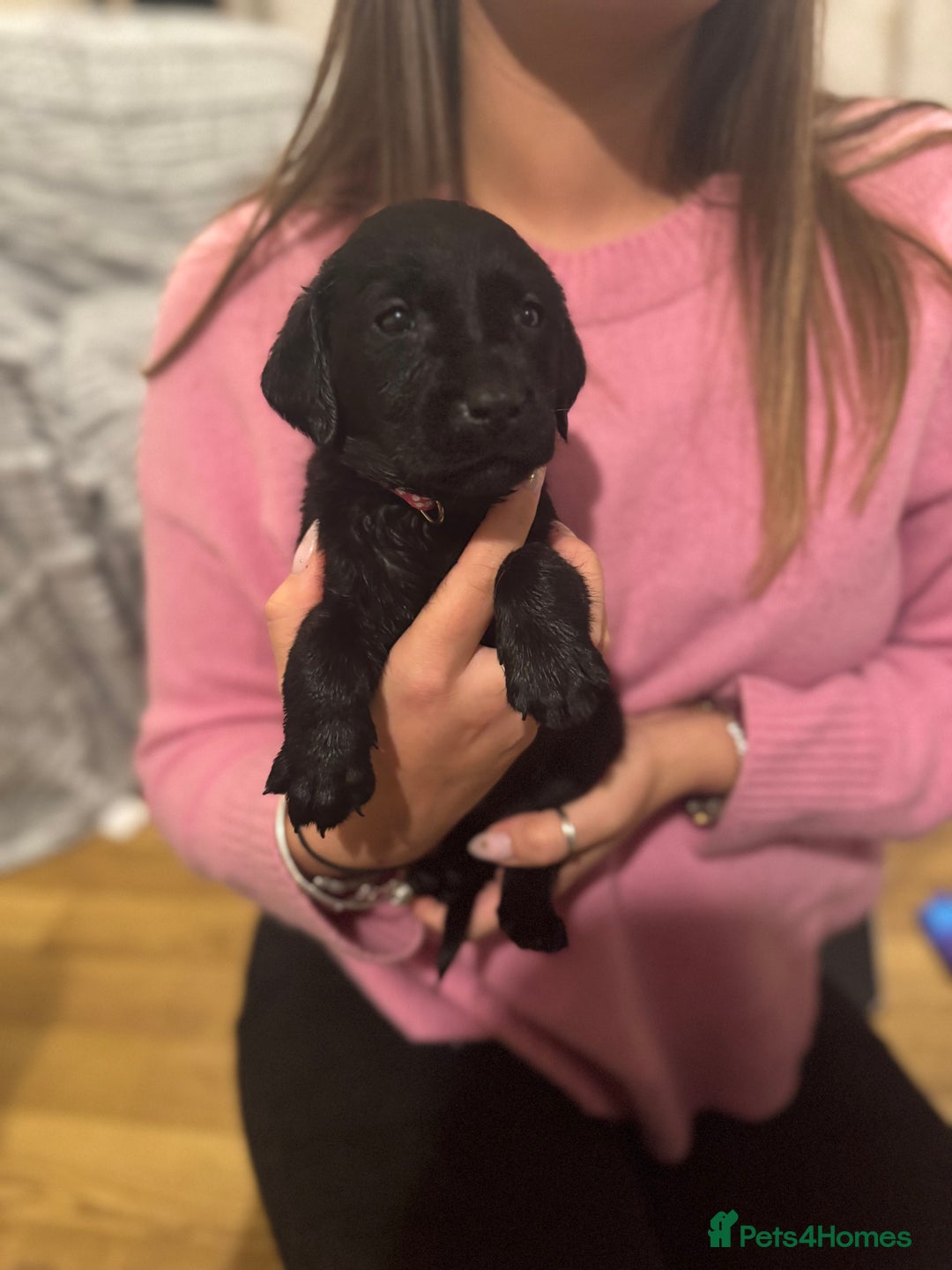 Labrador Retriever dogs for sale: Outstanding Litter of KC registered Labradors  - Image 10