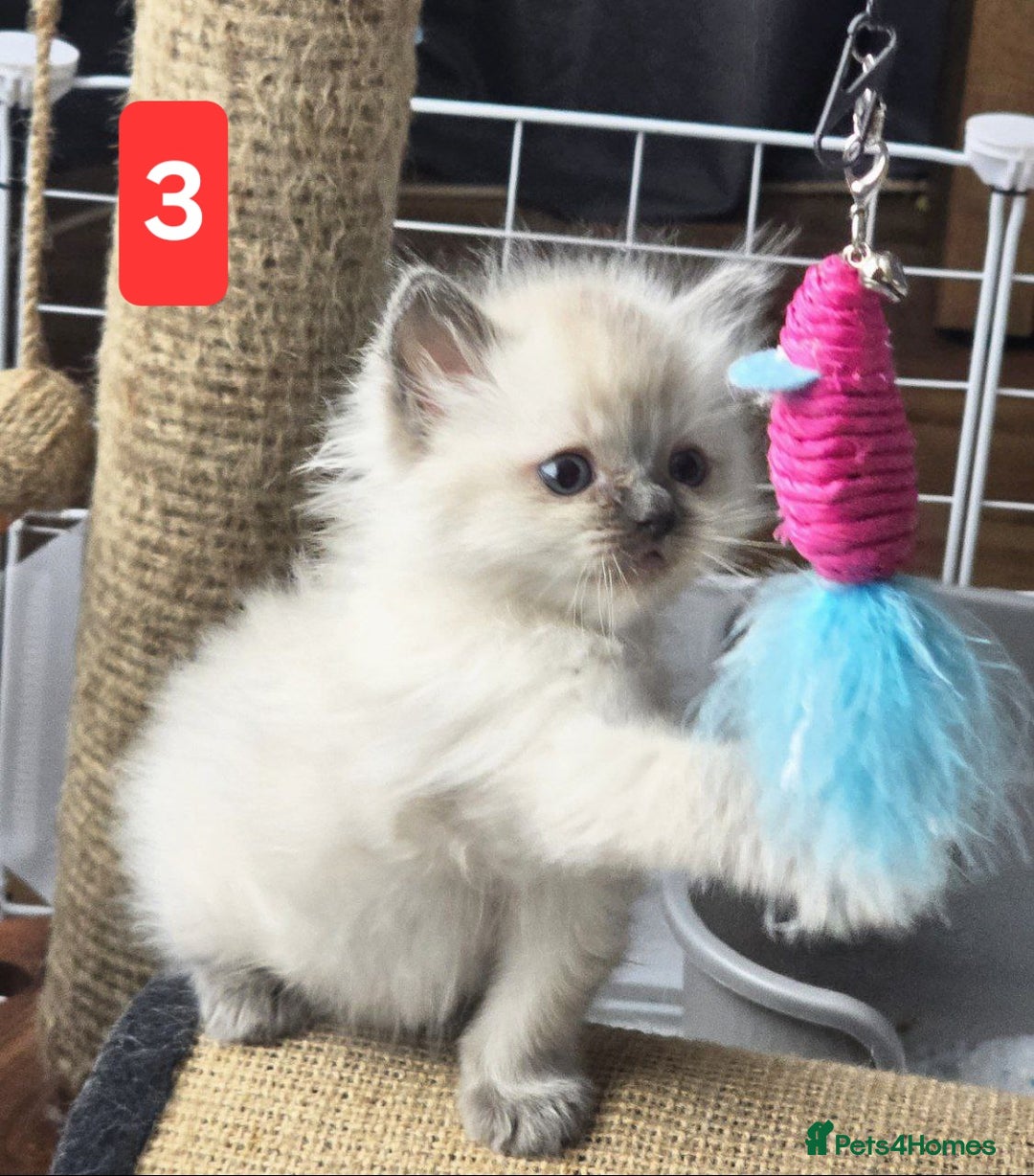Ragdoll cats for sale: Three Adorable Blue Point Ragdoll Kittens - Image 9
