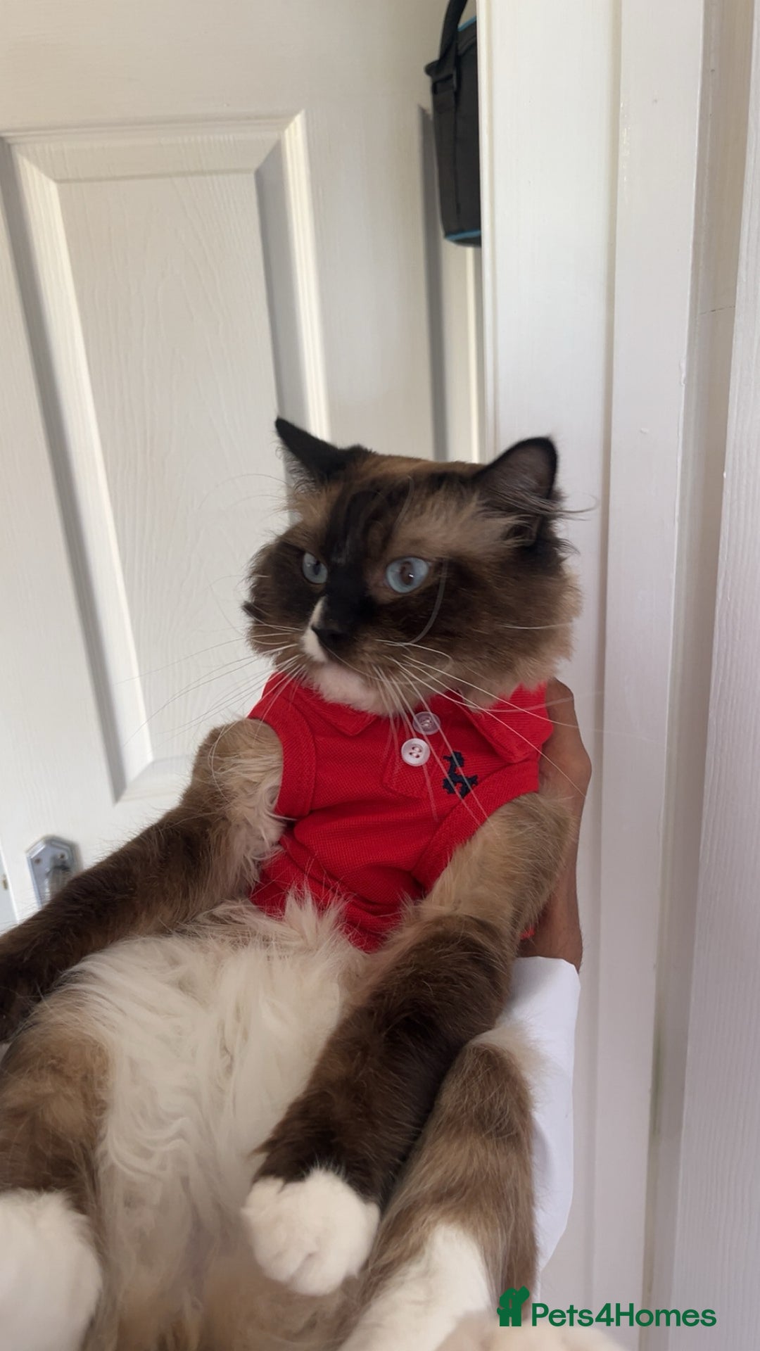 Bengal cats for sale: Ragdoll x Egyptian mau kitties  - Image 17
