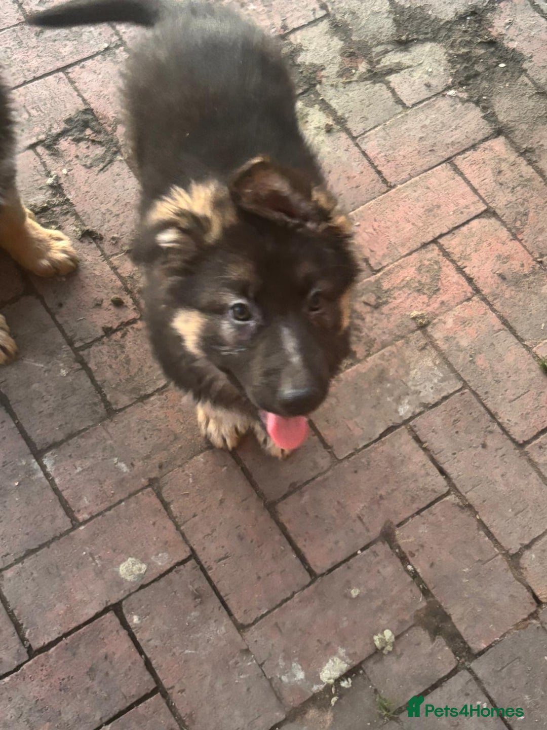German Shepherd dogs for sale: Kc registered German Shepard pups - Advert 18
