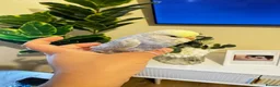 Budgerigars birds for sale: Pair of budgies  - Advert 4