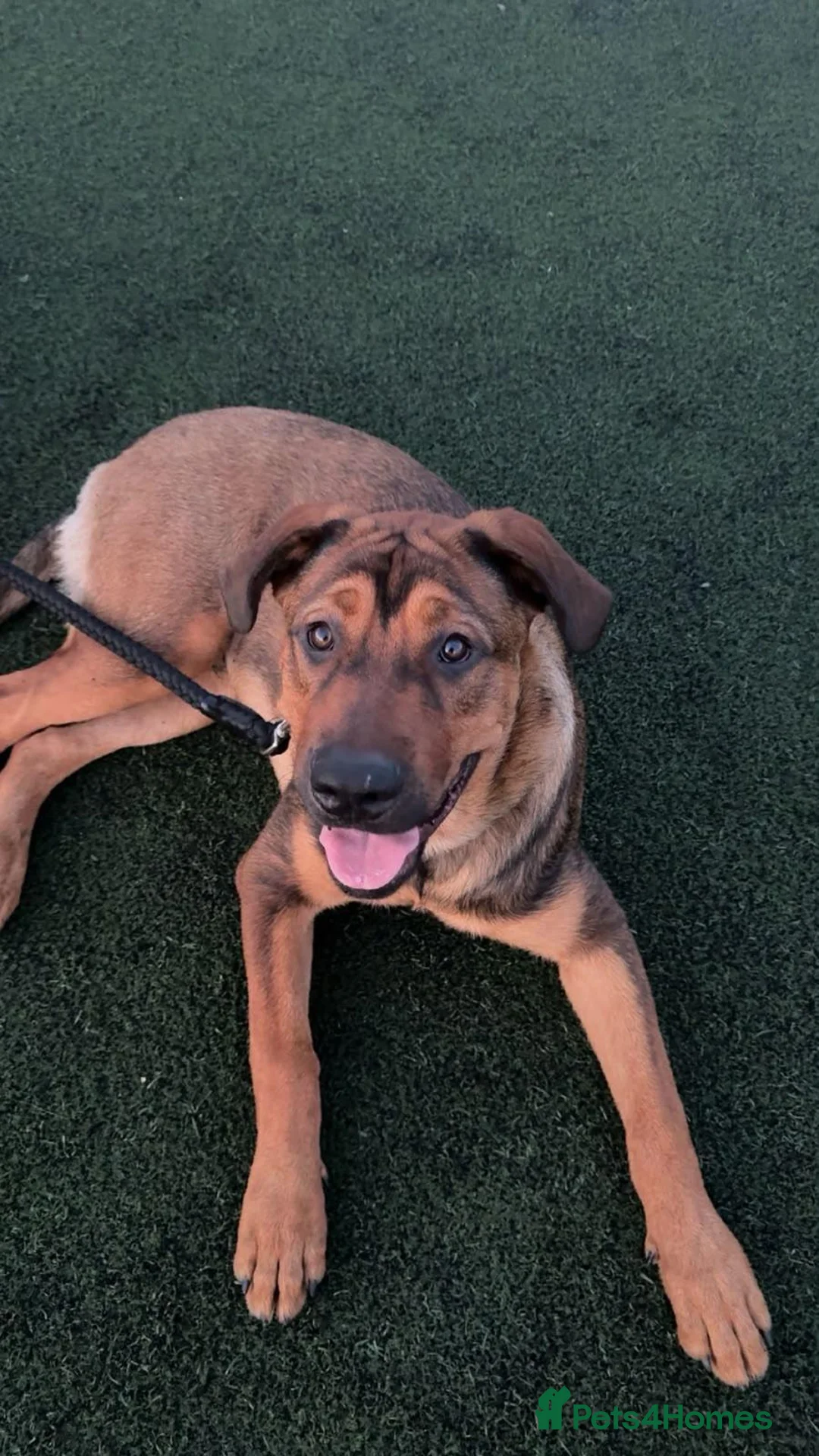 Mixed Breed dogs for sale: Tyson in Darlington - Advert 4