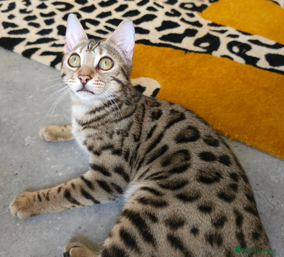Bengal cats for sale: Gorgeous Brown Rosetted Boy Available  - Advert 7