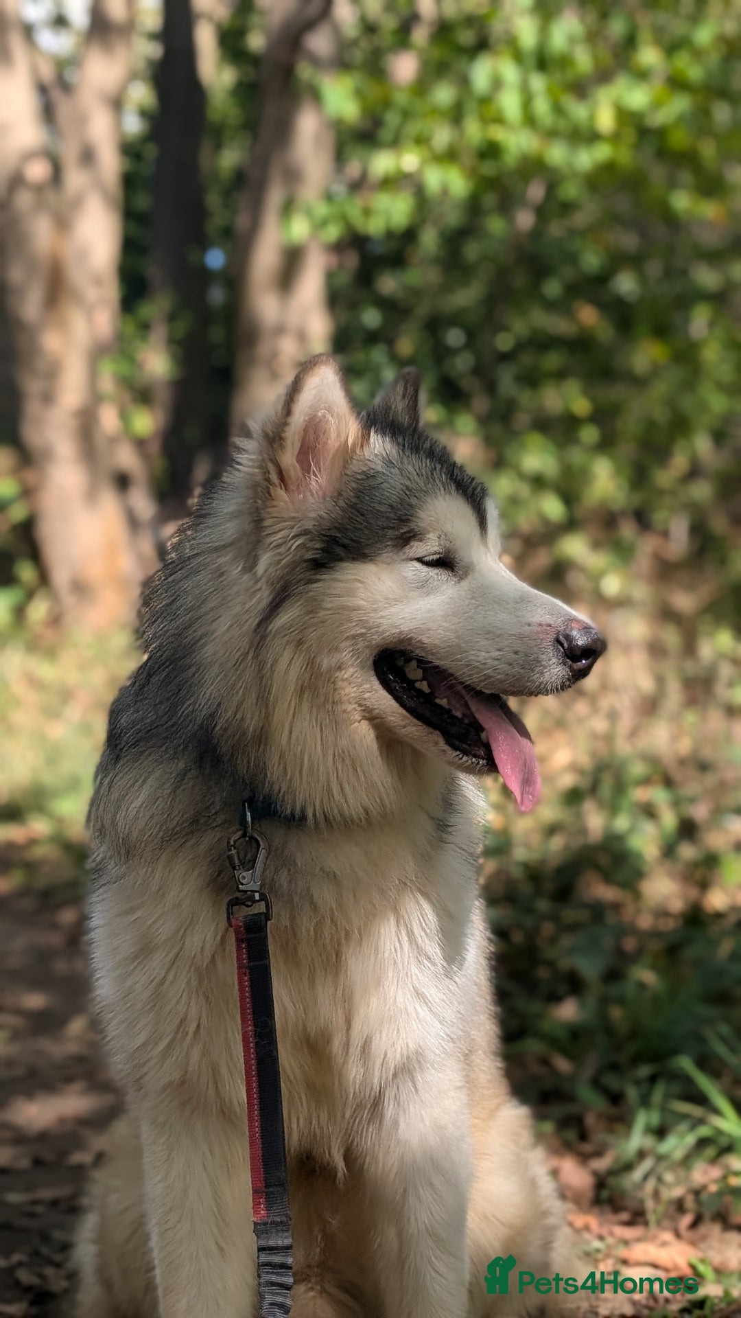Alaskan Malamute dogs for sale: Giant Alaskan Malamute boy - Image 6