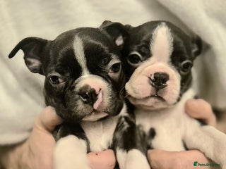 Boston Terrier dogs Kc registered boston terriers puppies - Advert 5