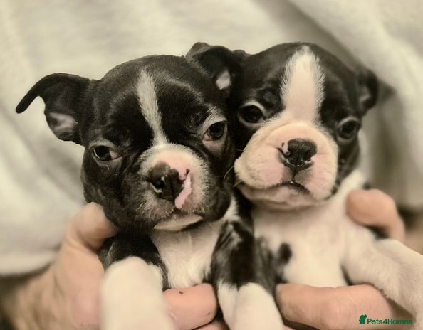 Boston Terrier dogs - Advert 3