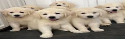 Golden Retriever dogs for sale: Lovely, confident playful puppies - Advert 7