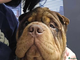 Shar Pei dogs - Advert 5