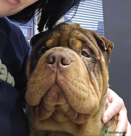 Shar Pei dogs - Advert 1