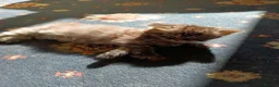 Mixed Breed cats for sale: 2 very fluffy kittens - Advert 5