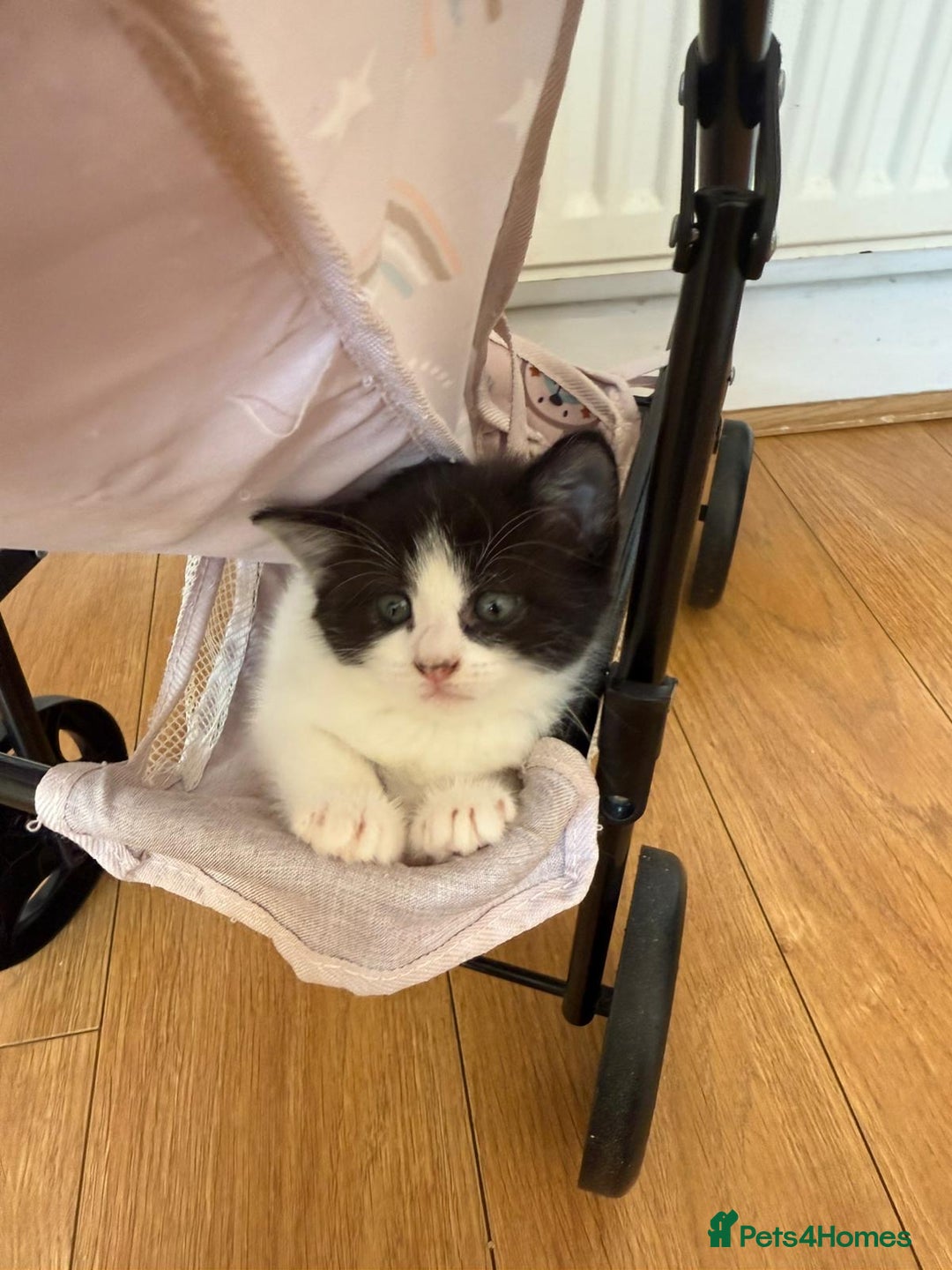 Mixed Breed cats for sale: 4 beautiful kittens for sale £120 each  - Image 4