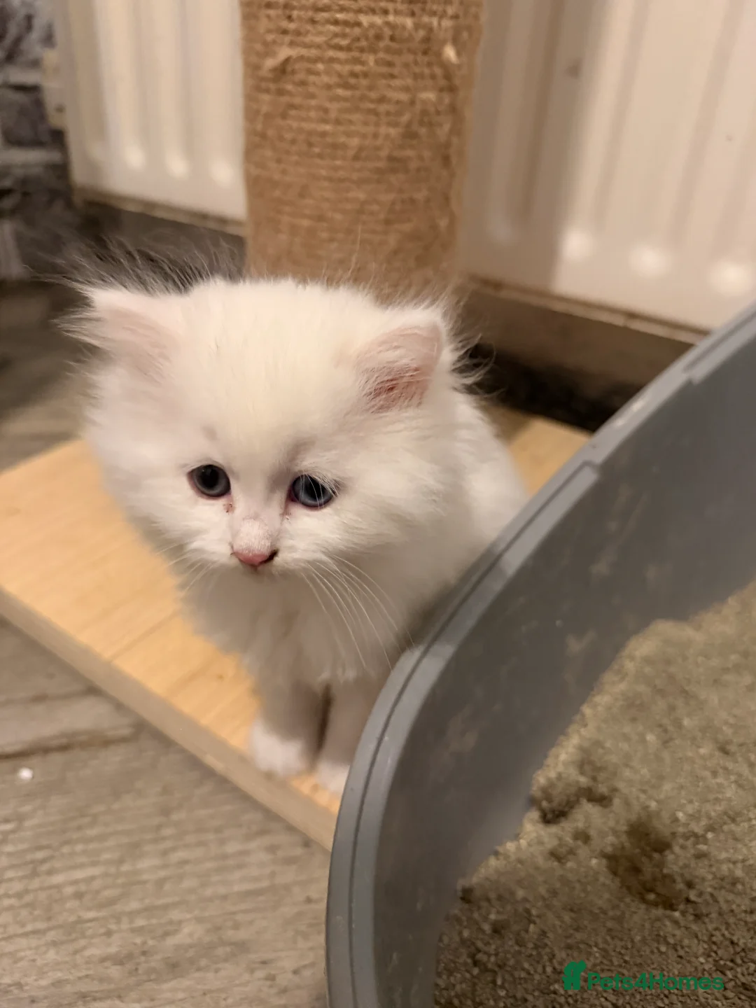 Persian cats for sale: Ready soon, 5 persian X kittens - Advert 7