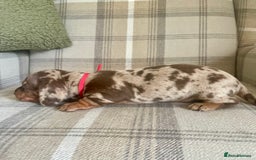 Miniature Dachshund dogs for sale: Stunning small Miniature Daschund’s - Image 6