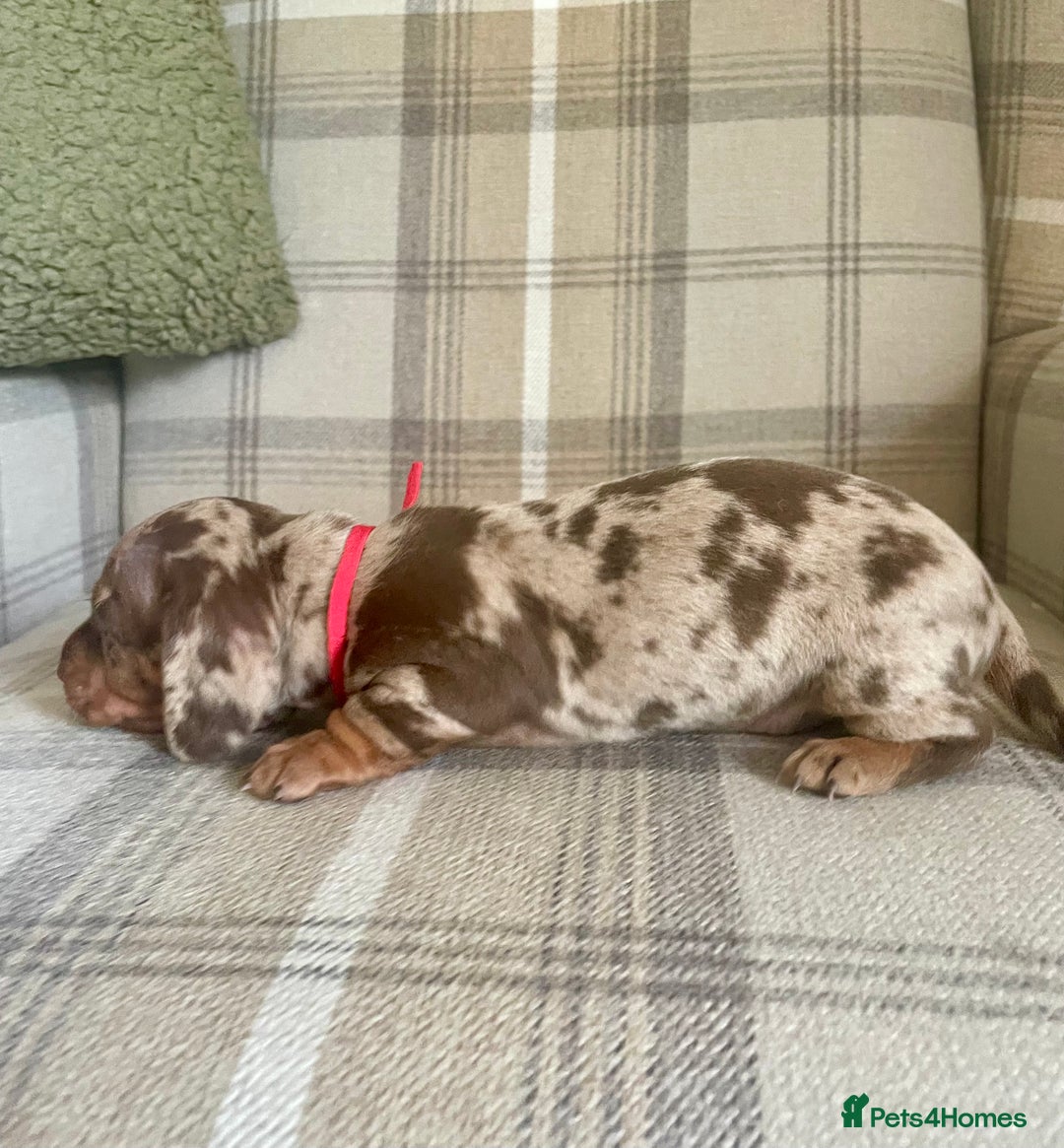 Miniature Dachshund dogs for sale: Stunning small Miniature Daschund’s - Image 6
