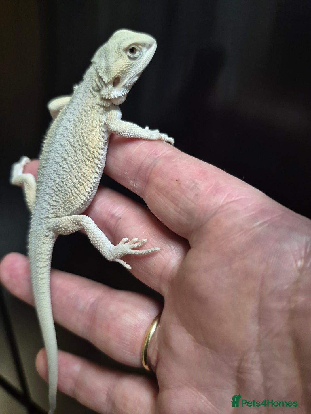 Bearded Dragon reptiles for sale: Bearded dragons  babies  - Advert 31