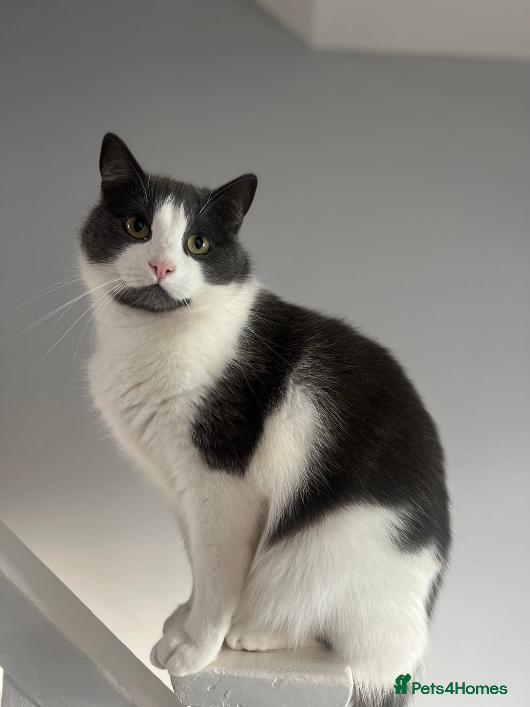 Mixed Breed cats for sale: Archie - Neutered Male House Cat  - Advert 2