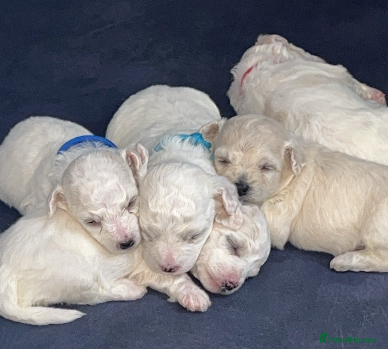 Bichon Frise dogs Bichon frise - Advert 3