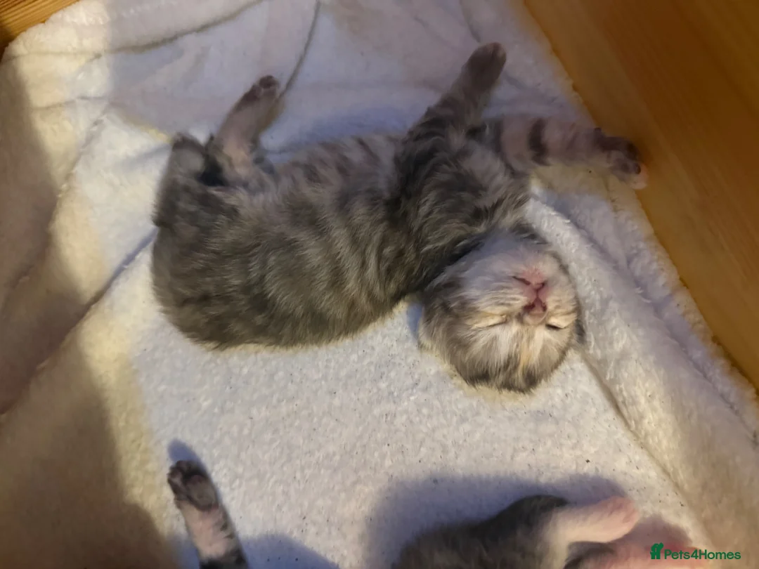 Mixed Breed cats for sale: Kittens for sale  - Advert 18