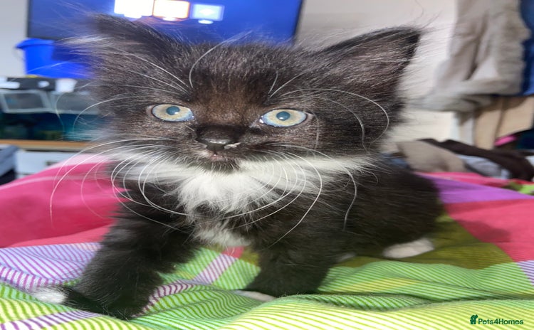 Domestic Shorthair cats - Advert 15