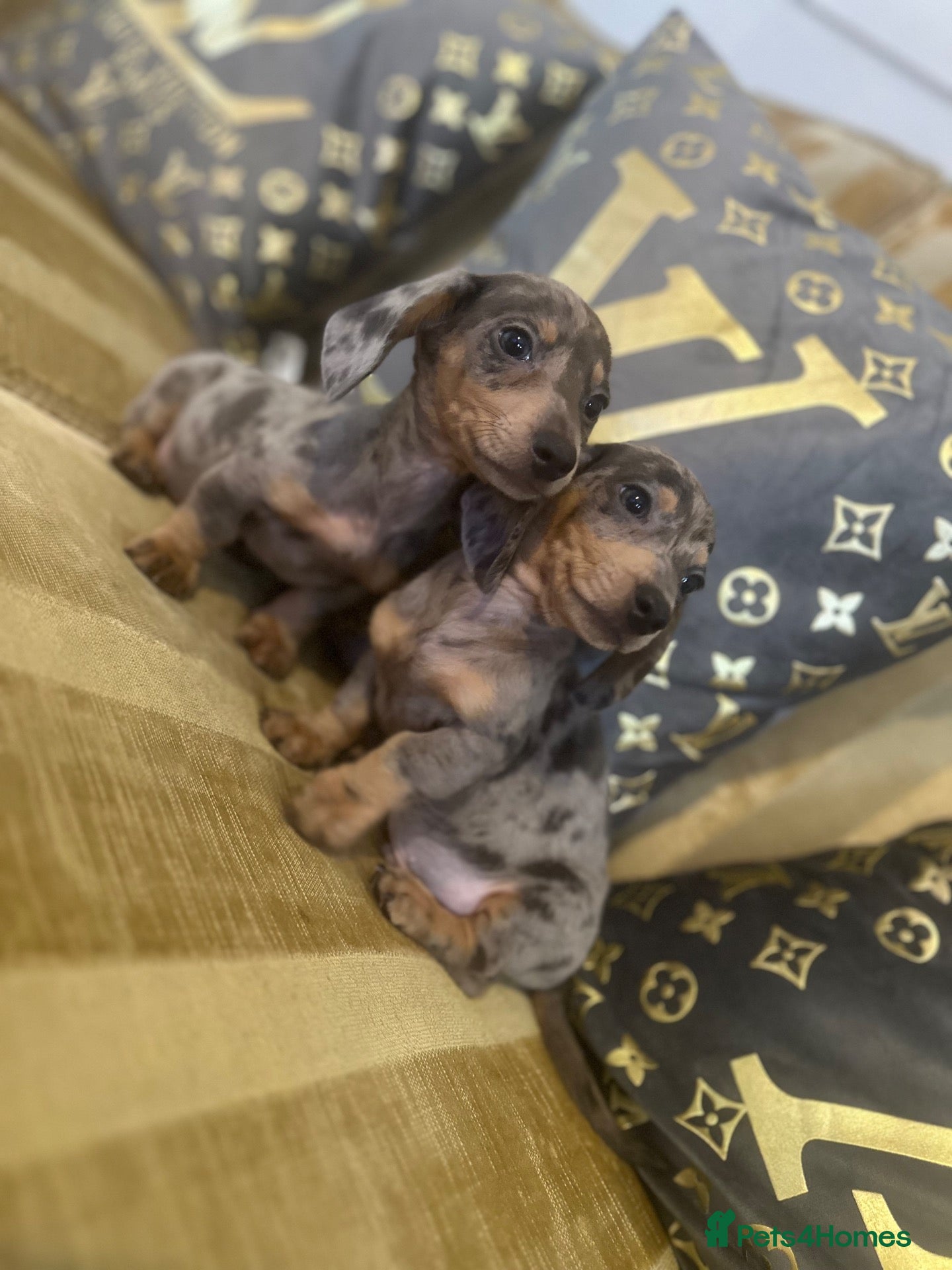 Miniature Dachshund dogs Miniature dashaund puppy’s 9 weeks old  - Advert 13