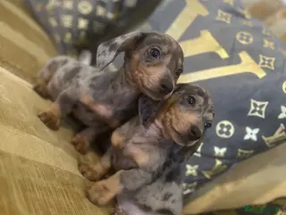 Miniature Dachshund dogs Miniature dashaund puppy’s 9 weeks old - Advert 13