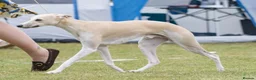 Whippet dogs for sale: 🐾 Whippet puppies expected around 14th Nov 2026🐾 - Advert 3