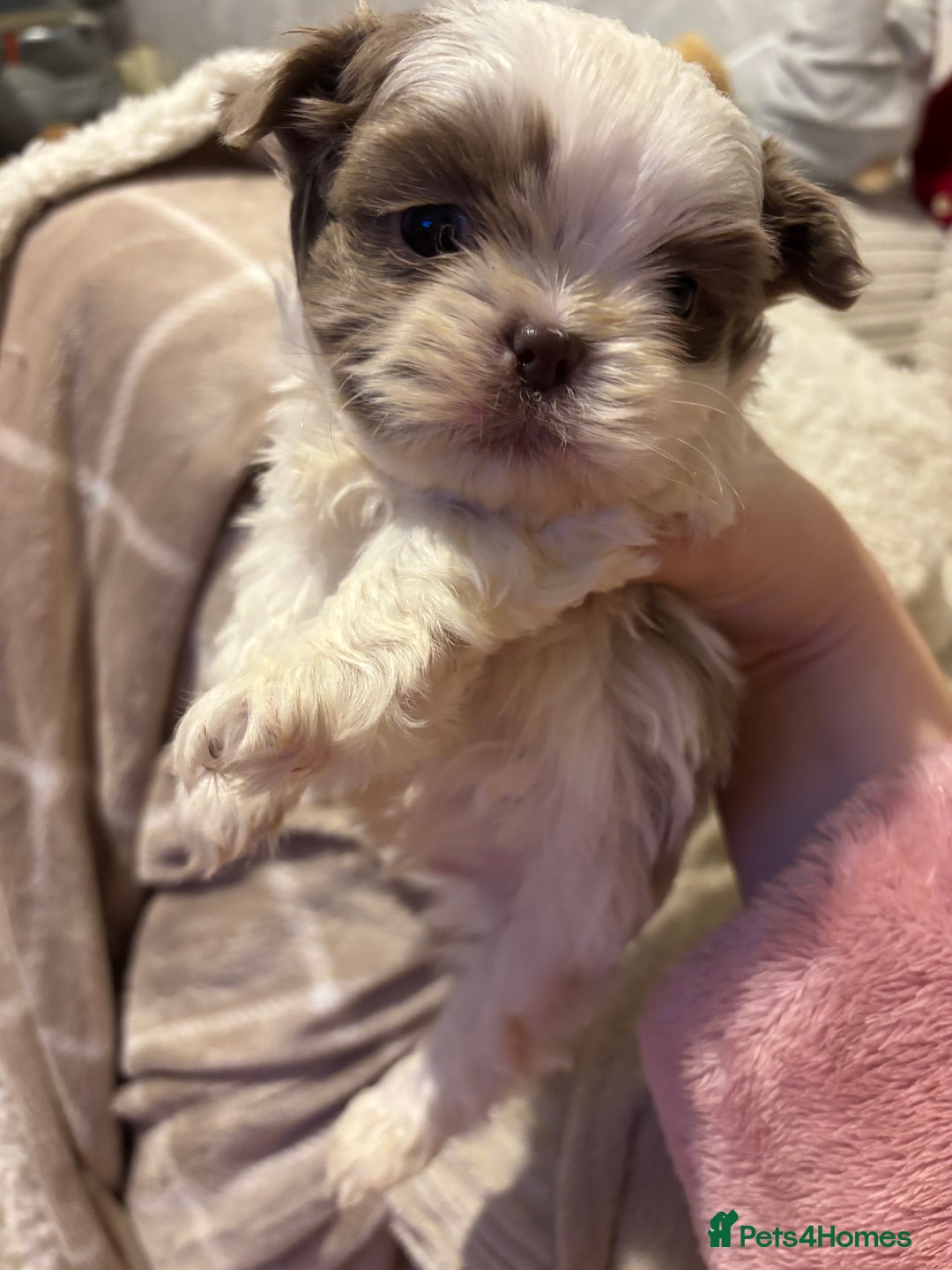Shih Tzu dogs for sale: Beautiful Shih Tzu puppies - Advert 12